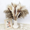Buquê de Capim dos Pampas Natural para Decoração de Ambientes Lenogue