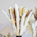 Buquê de Capim dos Pampas Natural para Decoração de Ambientes Lenogue