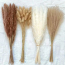 Buquê de Capim dos Pampas Natural para Decoração de Ambientes Lenogue