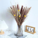 Buquê de Capim dos Pampas Natural para Decoração de Ambientes Lenogue