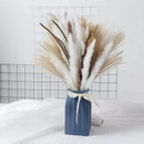 Buquê de Capim dos Pampas Natural para Decoração de Ambientes Lenogue